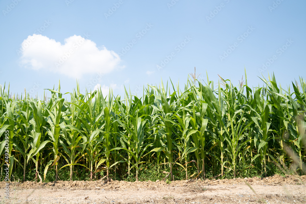 Beautiful corn plantation under clear