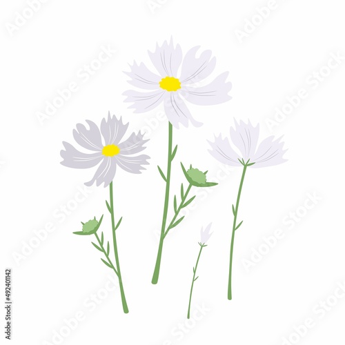 Symbol of Love  Illustration of Bright and Beautiful White Cosmos Flowers or Cosmos Bipinnatus Isolated on White Background. 