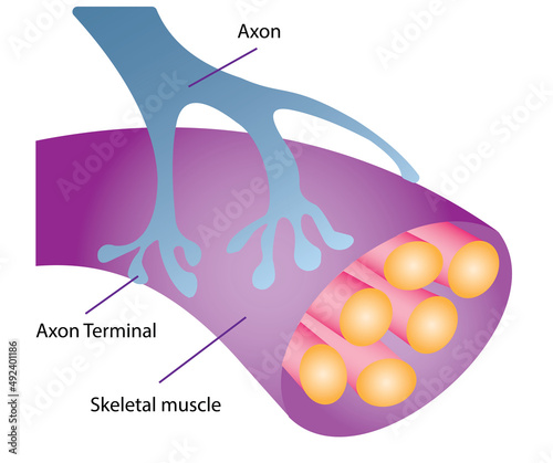 This axon is part of a motor neuron. It transmits nerve impulses to a skeletal muscle, causing the muscle to contract.