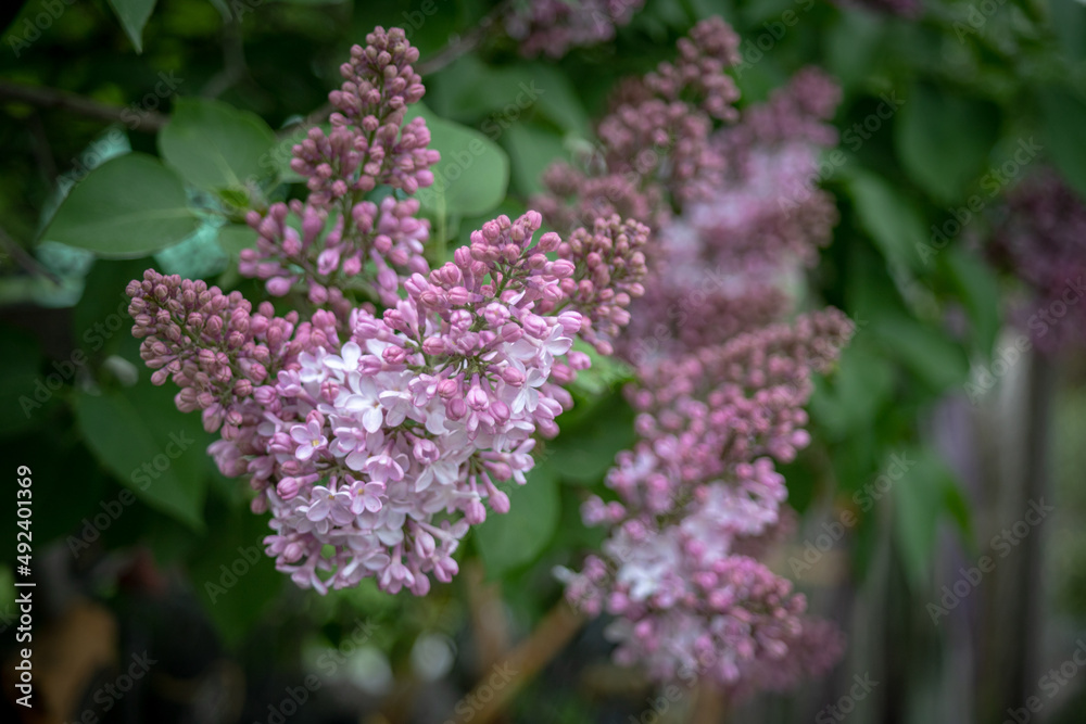 flowers of lilac on green leaves natural background	