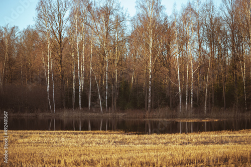 reflection of white birch trees in spring flood water, agricultural field