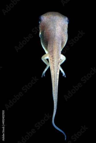 macro shot of tadpole with legs on blackbackground photo