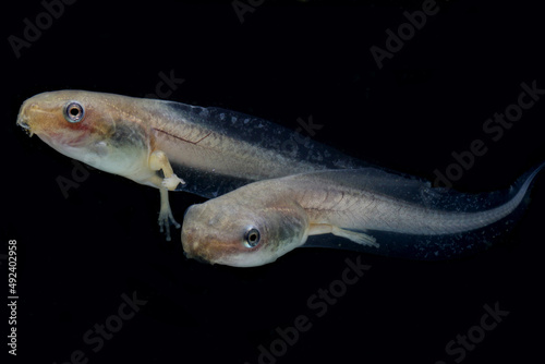Fotografie macro shot of tadpole with legs on blackbackground
