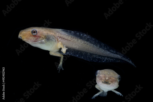 Photos macro shot of tadpole with legs on blackbackground