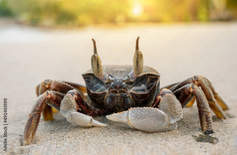 Horned ghost crab on the beach. Close-up. Sand crab. Summer vacation by the sea. Horned ghost crab on the beach. Close-up. Sand crab. Summer vacation by the sea.
