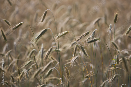 Geopolitical tensions triggers a race to raw resources, causing surge in cereals price .