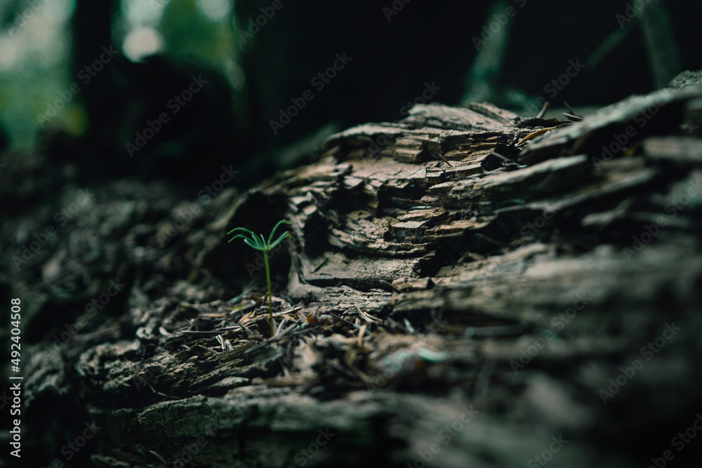 Small plant Small plant