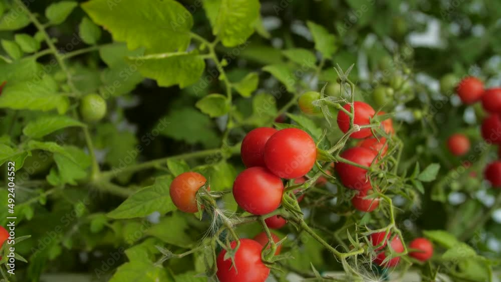 Agriculture concept. Ripe cherry tomatoes. Vertical shot Agriculture concept. Ripe cherry tomatoes. Vertical shot