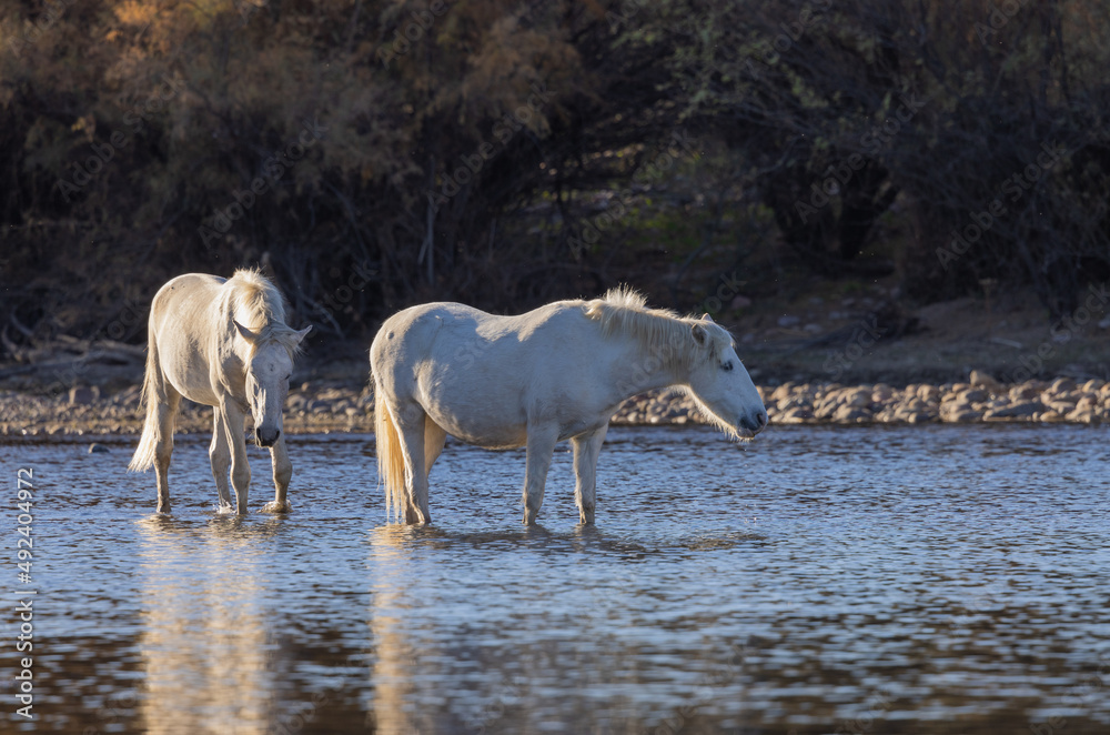 Obraz premium Wild Horses in the Salt River in the Arizona Desert