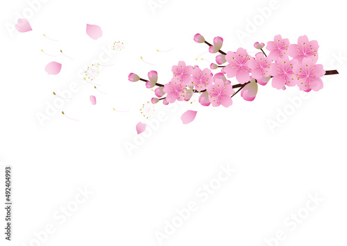 Sakura flowers background. cherry blossom isolated white background