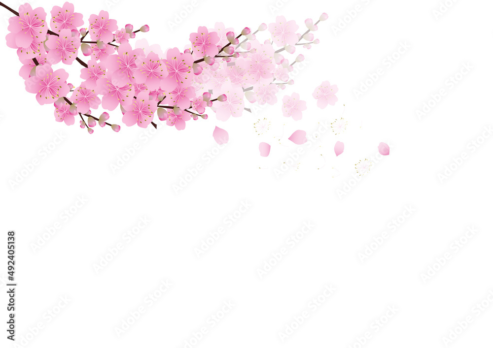Sakura flowers background. cherry blossom isolated white background