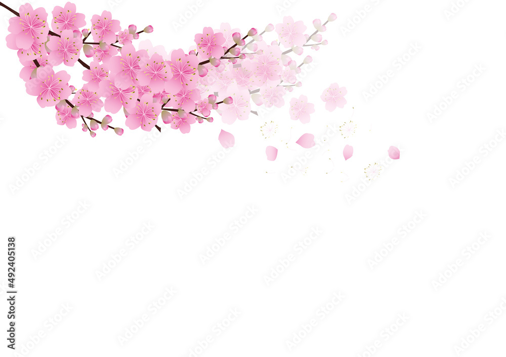 Fototapeta premium Sakura flowers background. cherry blossom isolated white background