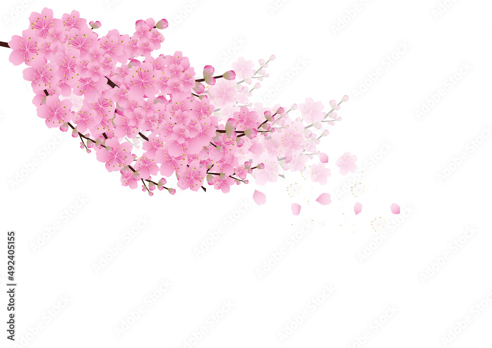Fototapeta premium Sakura flowers background. cherry blossom isolated white background