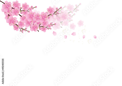 Sakura flowers background. cherry blossom isolated white background © ronnarid