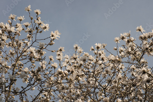 fWhite magnolia stellata blossom flowers in tree branches and blue sky in early spring photo
