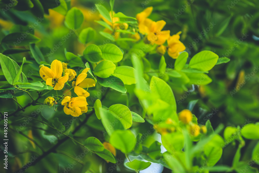 Senna Alexandrina is also known under the names Egyptian senna