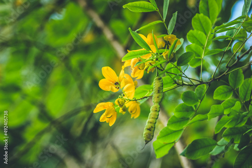 Konstfotografi Senna Alexandrina is also known under the names Egyptian senna, Tinnevelly senna, East Indian senna or the French séné de la palthe