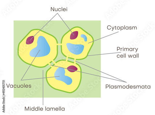 Lasmodesmata: Plant cells can communicate through specialized openings in their cell walls, called plasmodesmata, and the cytoplasms of adjoining cells are connected