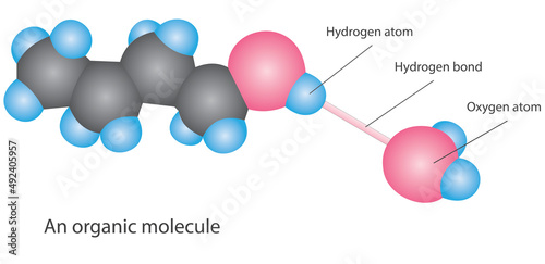 The water molecule is very polar, with ends that exhibit partial positive and negative charges. Opposite charges attract, forming weak linkages called hydrogen bonds
