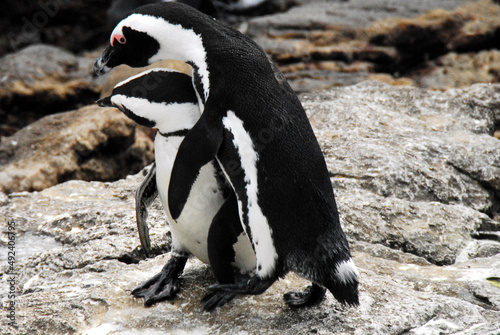 Africa- Close Up of South African Penguins Mating