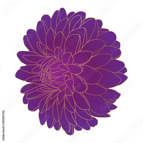 Fototapeta Naklejka Na Ścianę i Meble -  Chrysanthemum flower. Beautiful purple flower with golden outline.