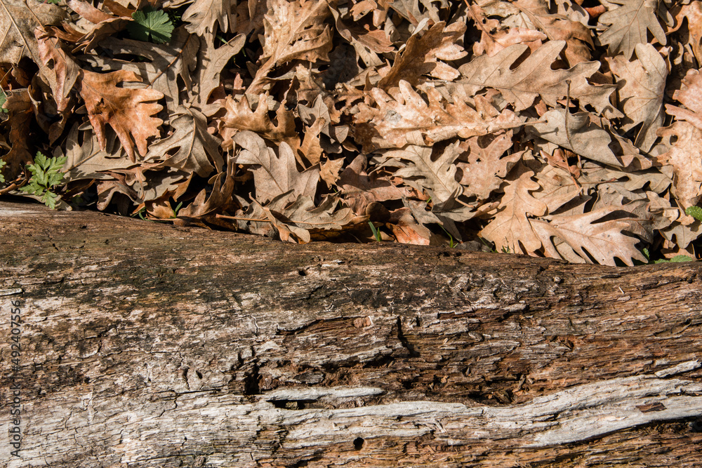 Texture of tree trunk with dry leaves. Selective focus. Copy space. Texture of tree trunk with dry leaves. Selective focus. Copy space.