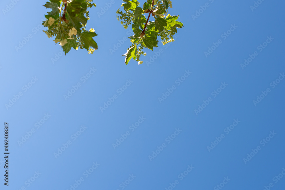 Spring flowering tree against the sky with space for text. Spring flowering tree against the sky with space for text.