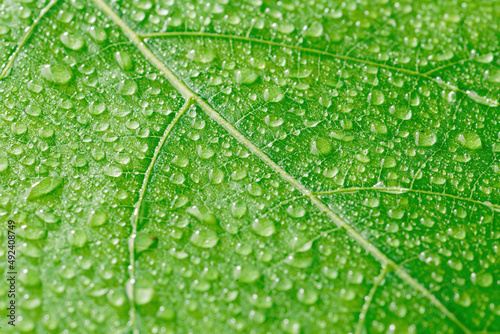 Water Drops on Green Plant Leaf