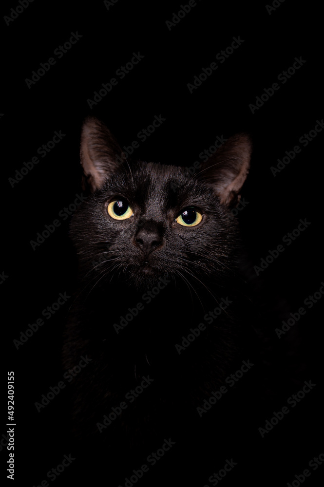 Portrait of a black kitten