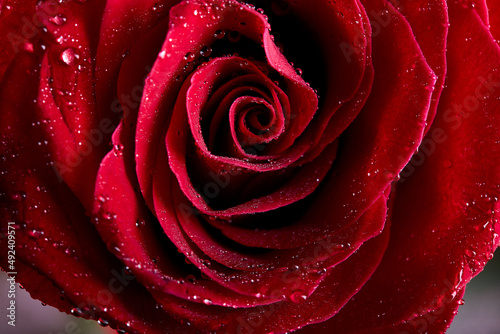 Floral background, flower of fresh wet rose with water drops, close up, macro. single one red rose, copy space. flora concept