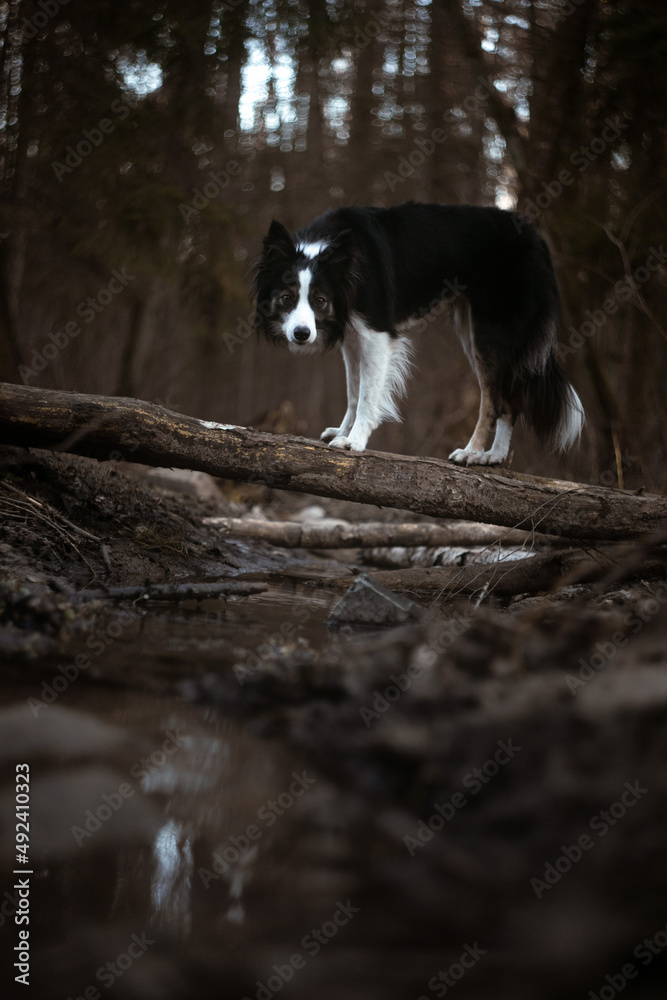 Border Collie stand on tree and look at the water in forest Border Collie stand on tree and look at the water in forest