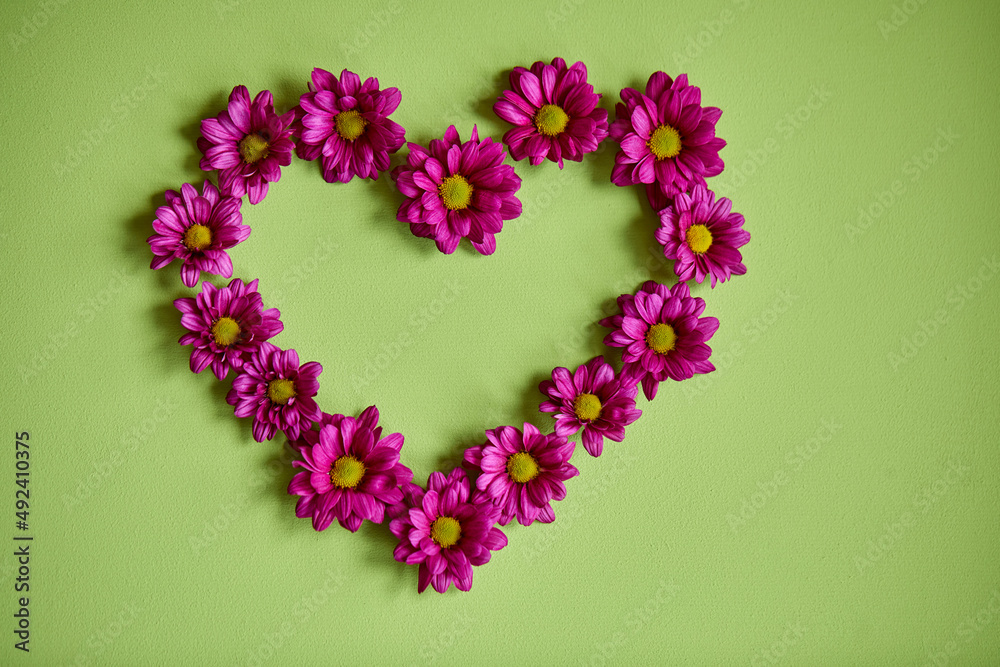 awesome blossom spring flowers pink gerbera in shape of heart on green wall background, flat lay, copy space, love, bloom, flora, top view