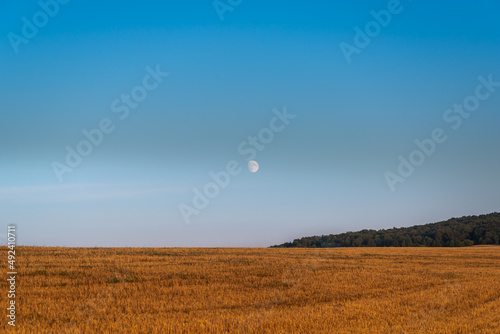 Moon, field and forest at sunset. © Ilya