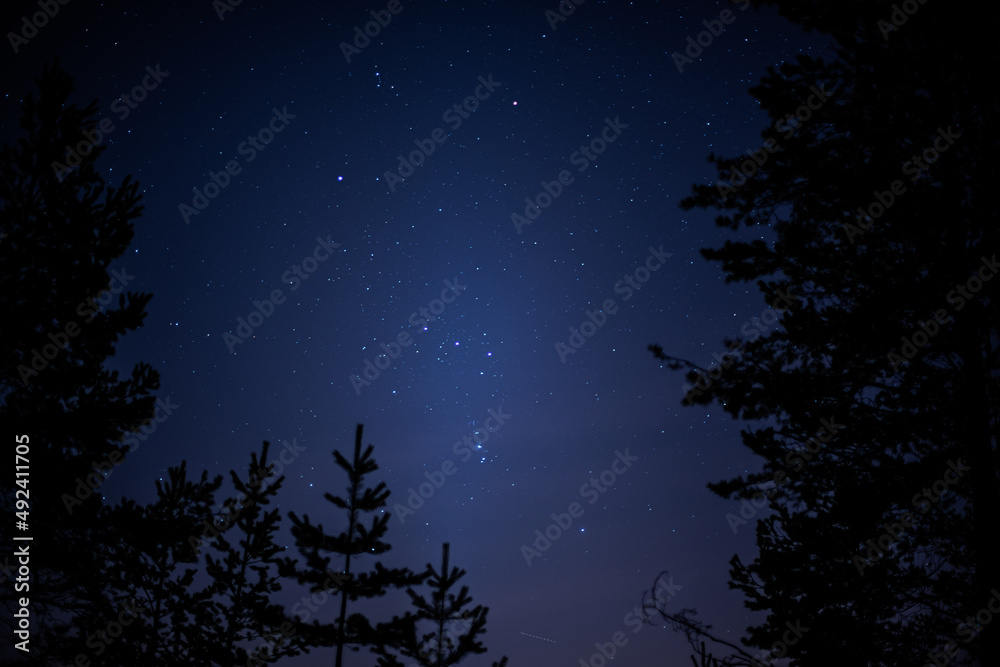 night sky with trees and stars