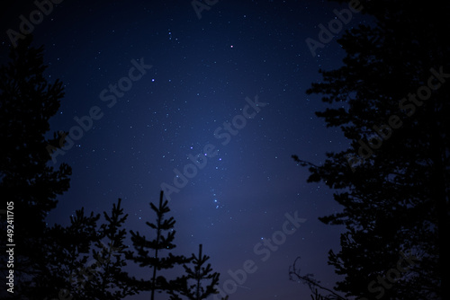 Fototapeta Naklejka Na Ścianę i Meble -  night sky with trees and stars