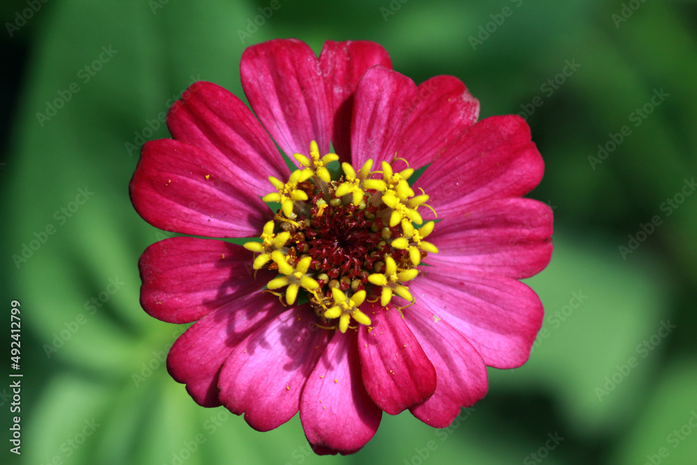 single pink zinnia flower closed up,macro shot of zinnia flower single pink zinnia flower closed up,macro shot of zinnia flower
