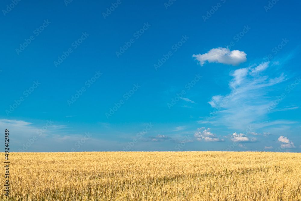 Yellow field with ears of corn and blue sky.