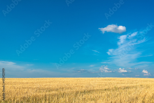 Yellow field with ears of corn and blue sky.