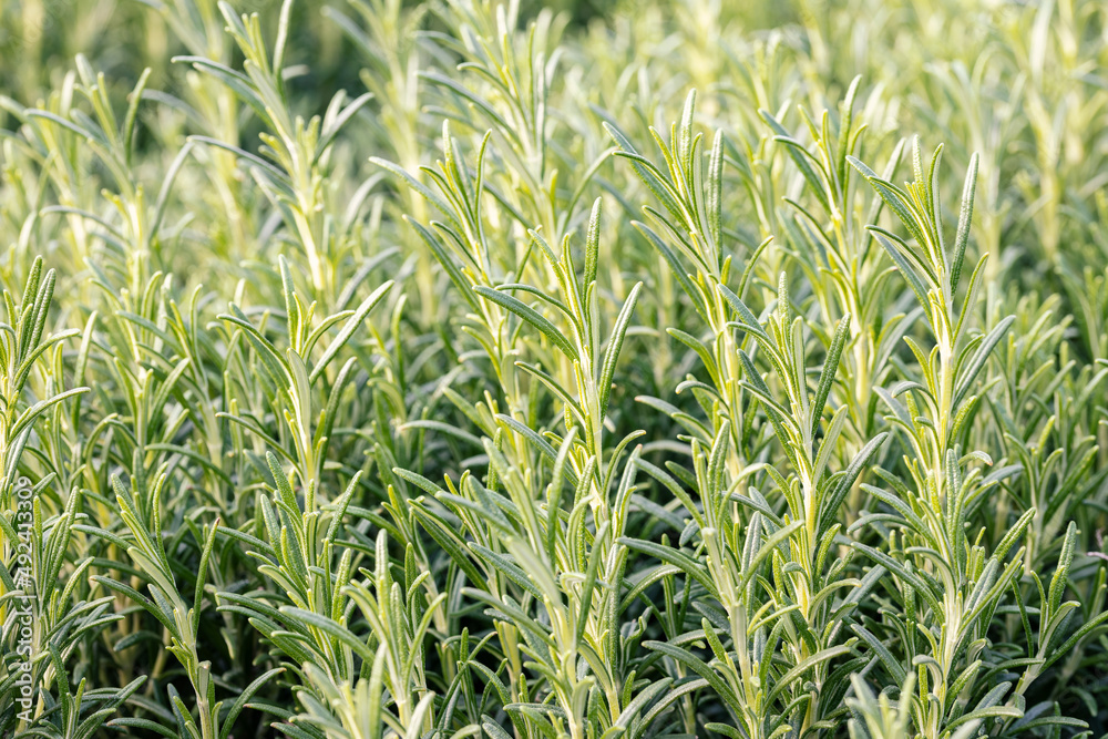 Obraz premium Rosemary (Salvia rosmarinus or Rosmarinus officinalis). This plant is an aromatic evergreen shrub with leaves similar to needles. The leaves are used to flavor various foods.