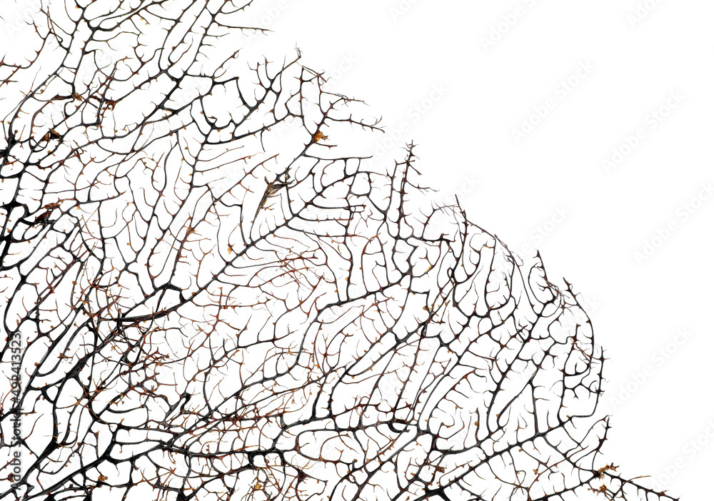 Beautiful exotic branching coral on white background, closeup Beautiful exotic branching coral on white background, closeup