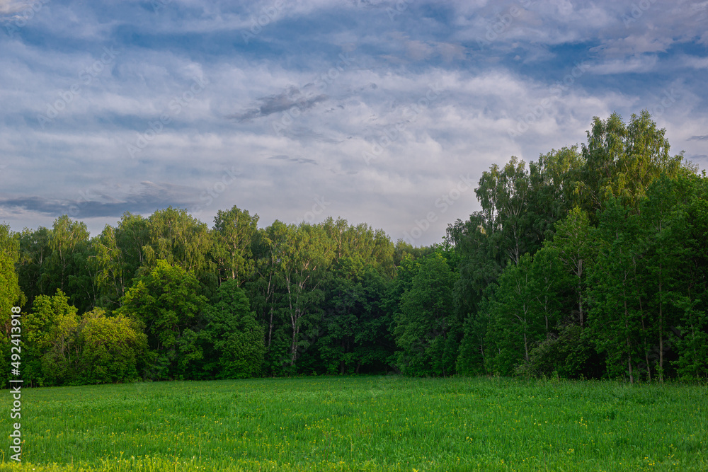 The forest is green, the field with grass and the blue sky with clouds like in Scotland.