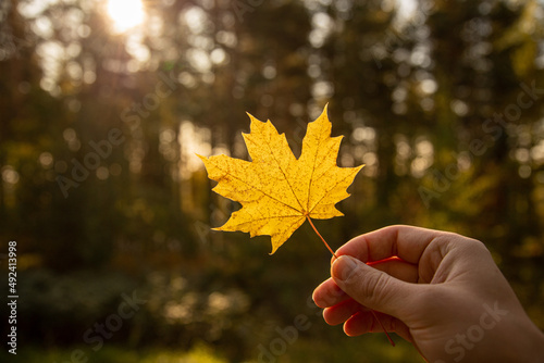 Hand holding yellow maple leaf. Blurry forest and sunlight on background.