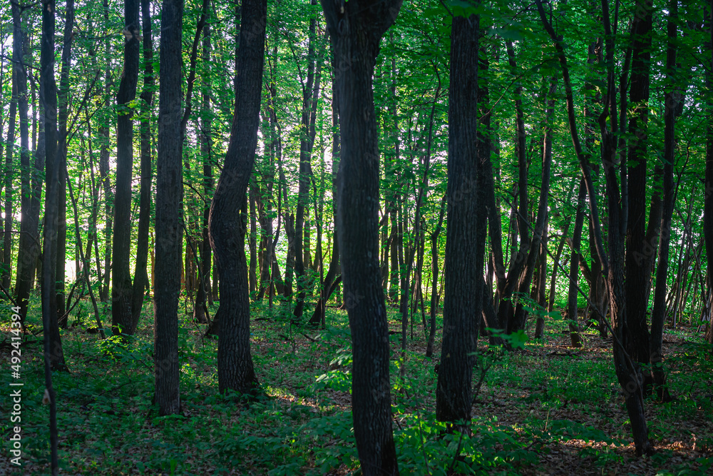 Naklejka premium Dense, green forest with gaps of the sun.