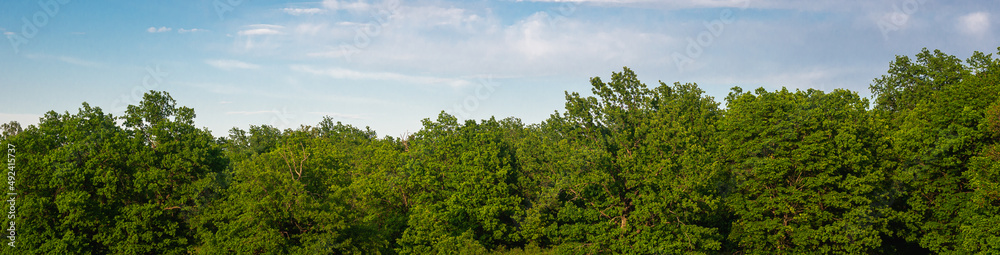 Forest, green trees and blue sky with clouds. Banner.