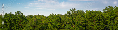 Forest, green trees and blue sky with clouds. Banner. © Ilya