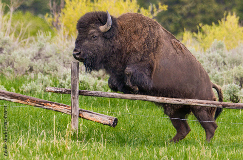 Grand Teton Bison jumping a fence