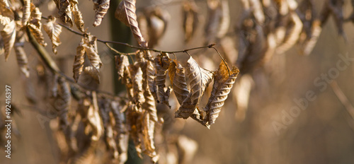 macro of dry leaves