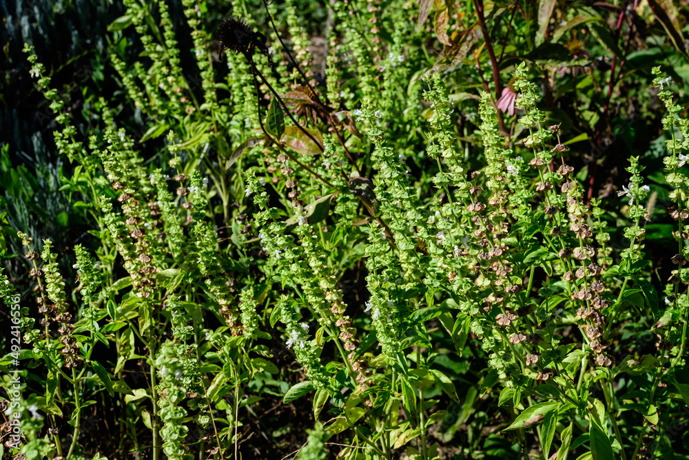Close up of many small fresh green basil leaves and flowers in a sunny autumn organic garden, healthy vegan herbs photographed with soft focus. Close up of many small fresh green basil leaves and flowers in a sunny autumn organic garden, healthy vegan herbs photographed with soft focus.