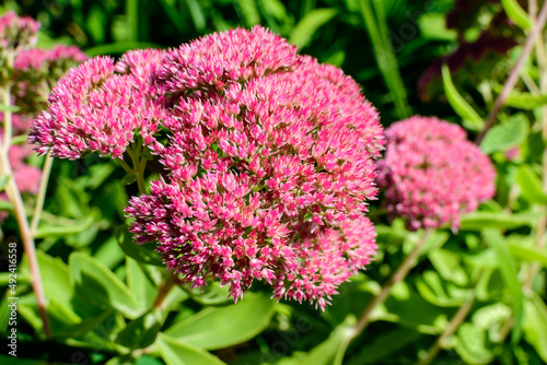 Fototapeta Naklejka Na Ścianę i Meble -  Many delicate pink flowers of Sedum or stonecrop flowes and green leaves in a a garden in a sunny autumn garden, textured floral background photographed with soft focus