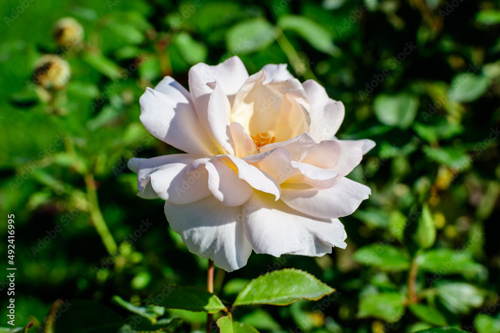 One large and delicate white rose in full bloom in a summer garden, in direct sunlight, with blurred green leaves in the background.
